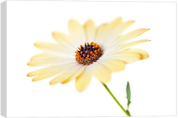 Sunny Osteospermum Flower Canvas Print by Natalie Kinnear