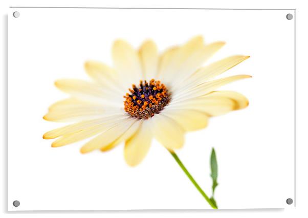 Sunny Osteospermum Flower Acrylic by Natalie Kinnear