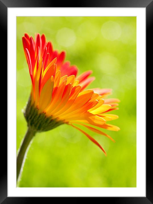 Gerbera Mix Flower in Sunshine Framed Mounted Print by Natalie Kinnear