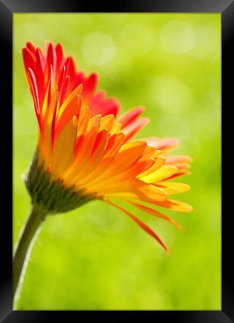 Gerbera Mix Flower in Sunshine Framed Print by Natalie Kinnear