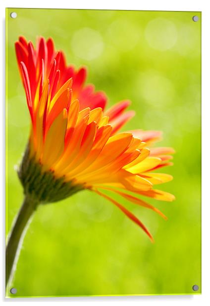 Gerbera Mix Flower in Sunshine Acrylic by Natalie Kinnear