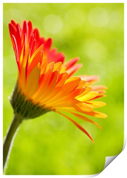 Gerbera Mix Flower in Sunshine Print by Natalie Kinnear