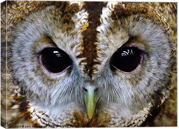 tawny owl Canvas Print by paul hargreaves