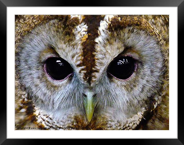 tawny owl Framed Mounted Print by paul hargreaves