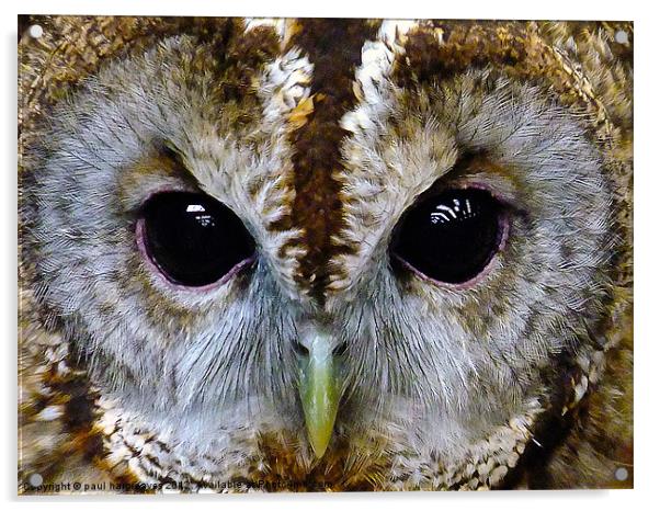 tawny owl Acrylic by paul hargreaves