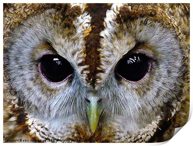 tawny owl Print by paul hargreaves