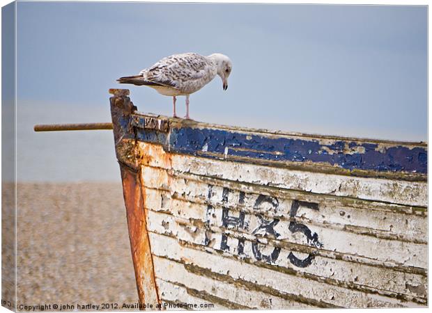 "Curiosity!" Herring Gull on a derelict fishing bo Canvas Print by john hartley
