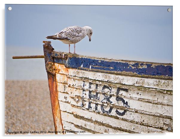 "Curiosity!" Herring Gull on a derelict fishing bo Acrylic by john hartley