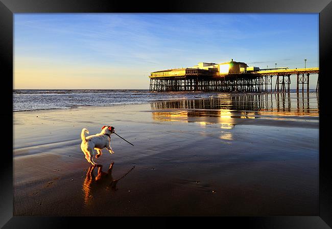 Walking The Dog Framed Print by Jason Connolly