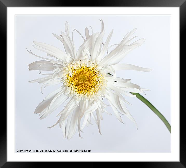 SHASTA DAISY Framed Mounted Print by Helen Cullens