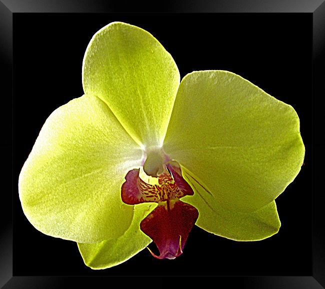 Orchid Framed Print by Derek Vines