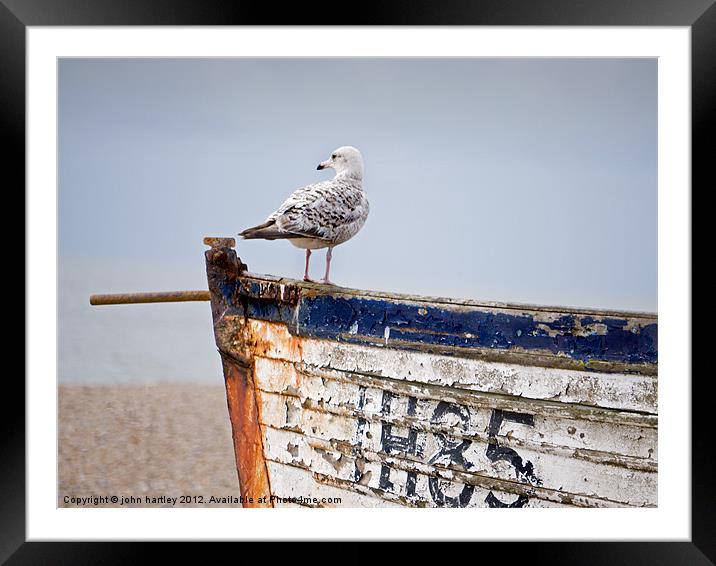 "Look Out"  - Herring Gull on an old abandoned boa Framed Mounted Print by john hartley