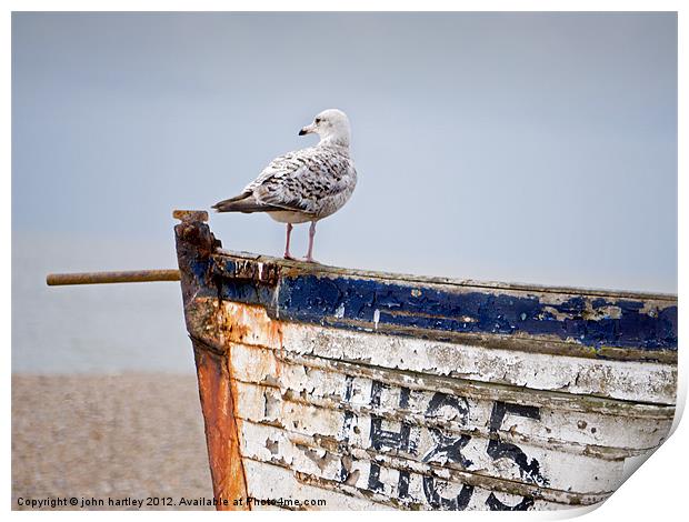 "Look Out"  - Herring Gull on an old abandoned boa Print by john hartley