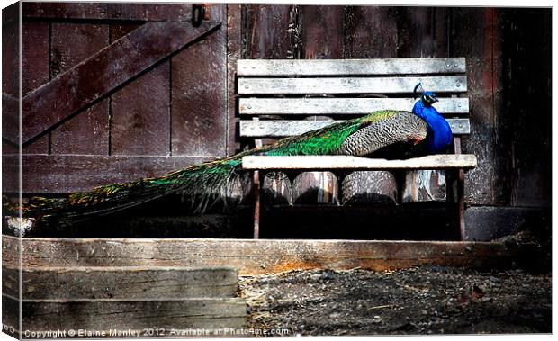 Spoiled Peacock Canvas Print by Elaine Manley