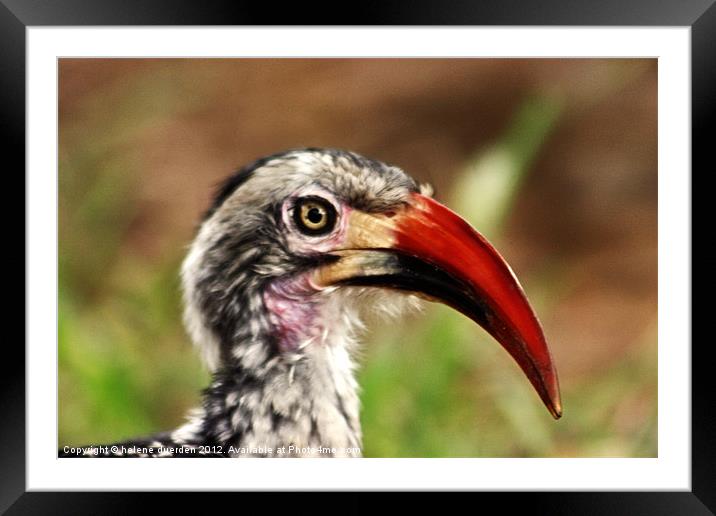 Are you looking at me? Framed Mounted Print by helene duerden