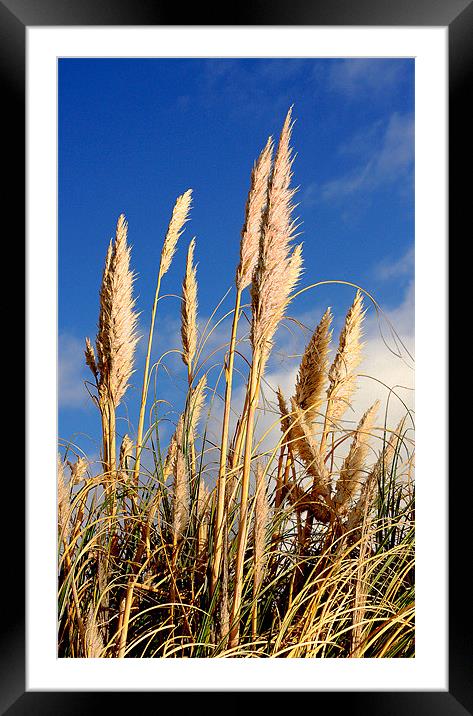 Growing Tall Framed Mounted Print by Louise Godwin