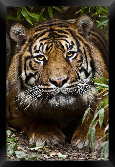 Sumatran Tiger Framed Print by Monika Nakládalová