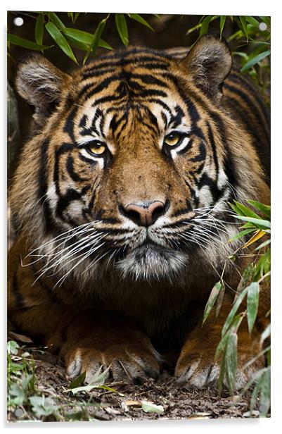 Sumatran Tiger Acrylic by Monika Nakládalová