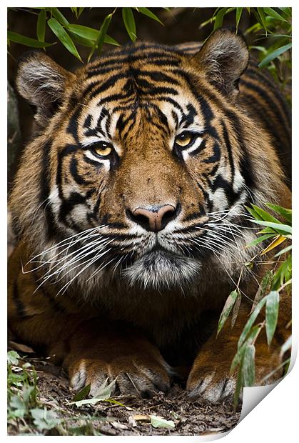 Sumatran Tiger Print by Monika Nakládalová