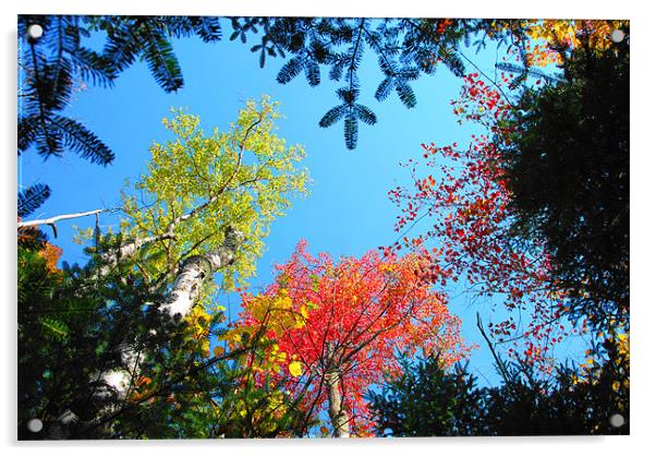Autumn Trees in America Acrylic by justin rafftree