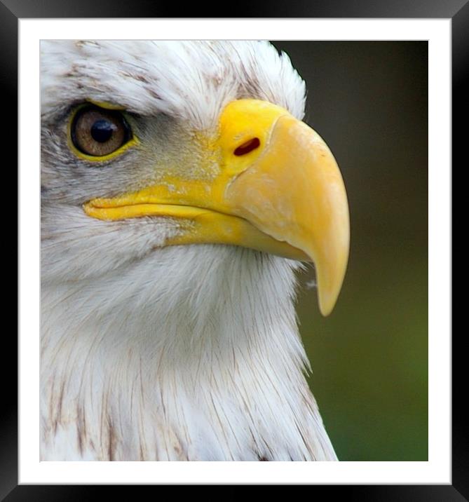 Eagle Eye Framed Mounted Print by Karl Butler