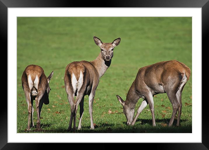 Red Deer Framed Mounted Print by Elaine Whitby