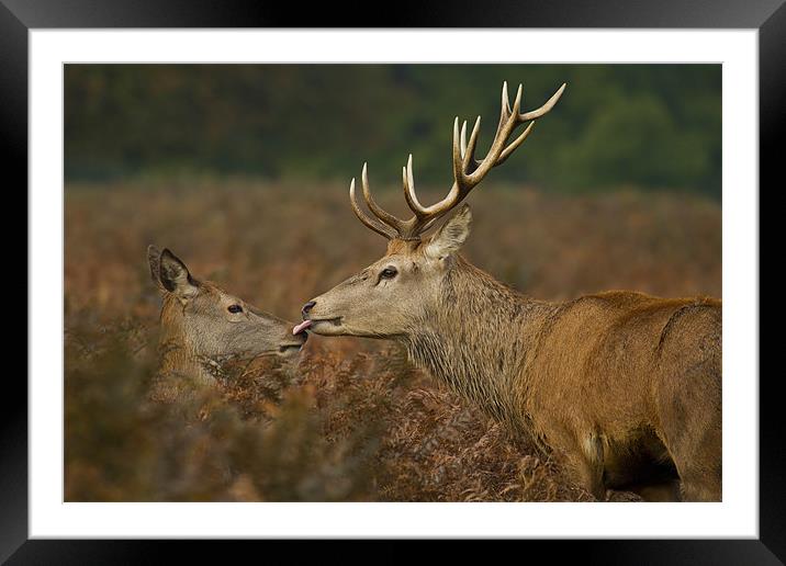 Stolen Kiss Framed Mounted Print by Val Saxby LRPS