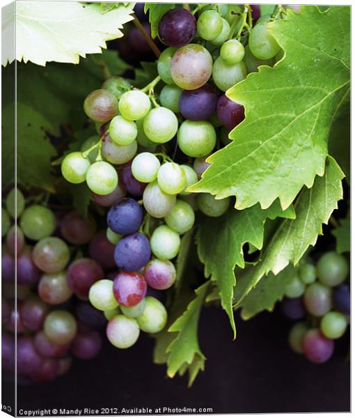 Grapes on the vine Canvas Print by Mandy Rice