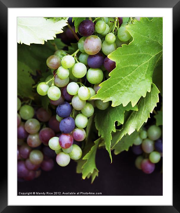 Grapes on the vine Framed Mounted Print by Mandy Rice
