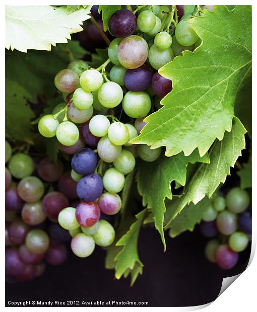 Grapes on the vine Print by Mandy Rice