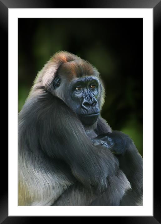 Nyango Cross River Gorilla Framed Mounted Print by Julie Hoddinott