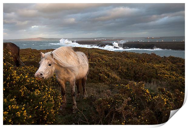 Wild Welsh Ponies and rough seas Print by Gail Johnson