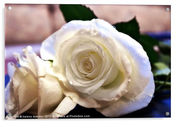 White Rose Acrylic by helene duerden