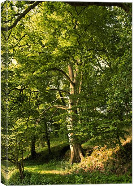 Beech Tree Canvas Print by Dave Wilkinson North Devon Ph
