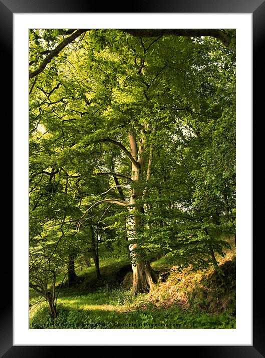 Beech Tree Framed Mounted Print by Dave Wilkinson North Devon Ph