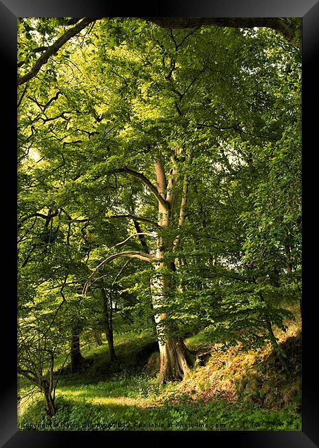 Beech Tree Framed Print by Dave Wilkinson North Devon Ph
