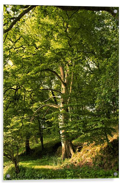 Beech Tree Acrylic by Dave Wilkinson North Devon Ph