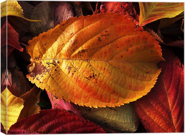 Autumn colours in leaves Canvas Print by Robert Gipson