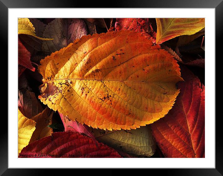 Autumn colours in leaves Framed Mounted Print by Robert Gipson