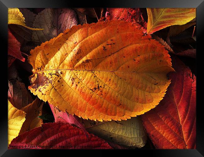 Autumn colours in leaves Framed Print by Robert Gipson