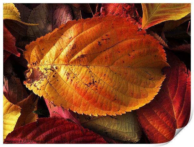 Autumn colours in leaves Print by Robert Gipson