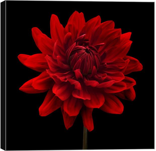 Red Dahlia Flower Black Background Canvas Print by Natalie Kinnear