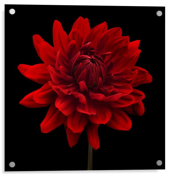 Red Dahlia Flower Black Background Acrylic by Natalie Kinnear