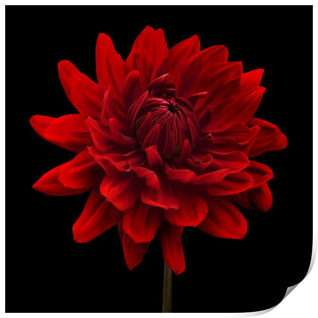 Red Dahlia Flower Black Background Print by Natalie Kinnear