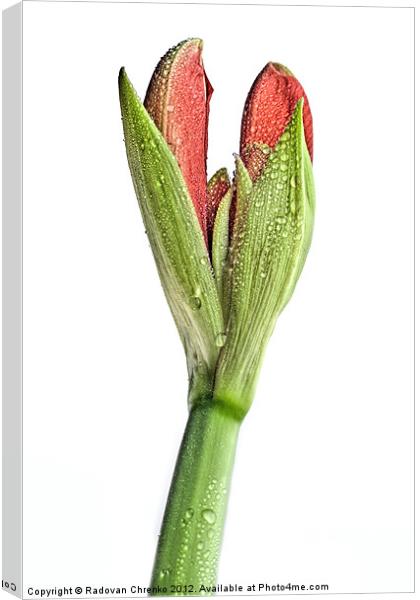 Amaryllis Canvas Print by Radovan Chrenko