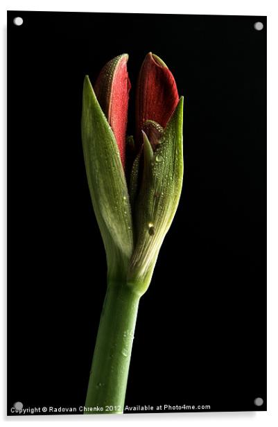Amaryllis Acrylic by Radovan Chrenko