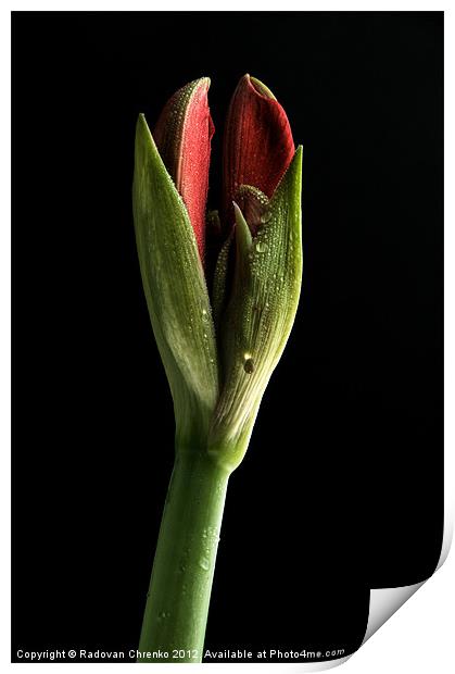 Amaryllis Print by Radovan Chrenko