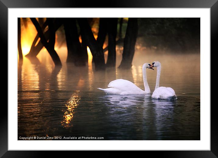 Swan Romance Framed Mounted Print by Daniel Zrno