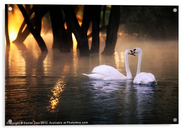 Swan Romance Acrylic by Daniel Zrno