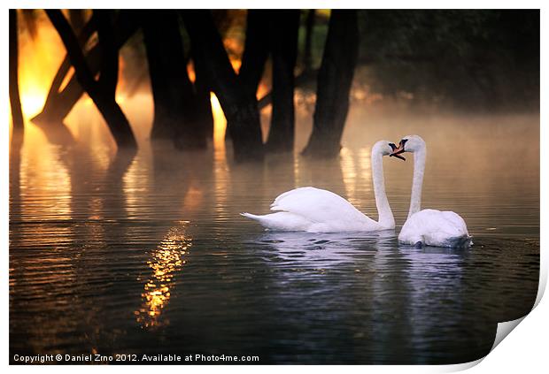 Swan Romance Print by Daniel Zrno